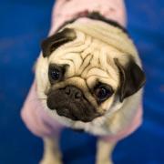 Mops (Foto)