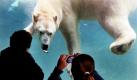 Besucher beobachten im Point Defianz Zoo in Tacoma im US-Bundesstaat Washington einen Eisbären, der sich einen Fisch angelt. Der Zoo hat zwei Eisbären, die 2002 einem Zirkus abgekauft wurden.  Foto: ap