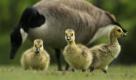 Futterpause in Maine. Eine Familie kanadischer Wildgänse genießt den Tag. Das flauschig-gelbe Gefieder der Küken wechselt langsam zum grauen Federkleid erwachsener Tiere. Foto: ap