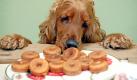 Die einjährige Cockerspanielhündin 'Maggi' schnuppert an einem Hunde-Teller mit Donuts, aufgenommen am 16.05.2007 in Halle (Saale). Seit Anfang Mai gibt es in der Saalestadt die Bäckerei 'Schmackofatz für Hund und Katz'. Hier werden neben der Pizza aus Vollkornteig auch Pansendonuts, Leberküchle, Leberwursttaler, Muffins, Käsefüße und diverse Plätzchen für Hunde und Katzen gebacken. Foto: Jan Woitas dpa/lah ( zu Korr. - Bericht 'Pansendonuts und Leberküchle: Eine Bäckerei für Hunde und Katzen vom 18.05.2007) +++(c) dpa - Bildfunk+++
 Foto: dpa