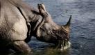 In einem Nationalpark in der Nähe der nepalesischen Hauptstadt Kathmandu lässt es sich ein Nashorn beim Verspeisen von Wasserpflanzen gut gehen. Dank verbesserter Schutzmaßnahmen und der Zusammenarbeit von Behörden und den lokalen Gemeinschaften vermeldet das asiatische Land erstmals seit längerer Zeit wieder einen Anstieg der Nashorn-Population. Foto: dapd
