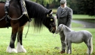 Groß, klein, kräftiger, eleganter, Kaltblut und vieles mehr - Pferde lassen sich nicht über einen Kamm scheren. Die Vierbeiner haben - gemeinsam mit des Deutschen liebstem Haustier - eine gemeinsame Messe. Die Hund + Pferd findet vom 16. bis 18. Oktober in Dortmund statt. Foto: ddp