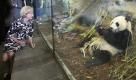 In this photo supplied by Adelaide Zoo, Australia's Governor General Quentin Bryce observes male giant panda Wang Wang after the official opening of the panda exhibit at the Adelaide Zoo, Australia, on Sunday, Dec. 13, 2009. Two giant pandas are on loan to the zoo for 10 years, and officials hope they will breed. (AP Photo/Adelaide Zoo, Bryan Charton) ** EDITORIAL USE ONLY, NO SALES ** Foto: ap
