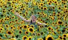 Raffinierte Öle wie aus Sonnenblumenkernen haben zwar weniger wertvolle Inhaltsstoffe wie kaltgepresste Öle. Dafür sind sie aber länger haltbar, preiswerter und beim Kochen vielseitiger einsetzbar. Foto: dpa
