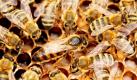 Eine Bienenkönigin wird auf einer Wabe von ihren Arbeitsbienen umringt und gepflegt. Beim Besuch seiner Bienenstöcke machte ein Imker im Westerwald eine unangenehme Entdeckung: Ein Unbekannter hatte ihm kurzerhand ein Volk der kleinen Honigproduzenten gestohlen.  Foto: dpa