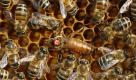 Pflegebienen laufen am Freitag (26.03.10) in Leipzig auf Bienenwaben um eine Bienenkoenigin umher, die auf ihrem Kopf eine Markierung mit der Nummer 29 traegt. Fuer Imker ist der Blick aufs Thermometer derzeit besonders wichtig. Erreichen die Fruehjahrstemperaturen an mehreren Tagen zehn Grad plus, starten die Bienen zu ihren ersten Ausfluegen nach der Winterruhe.Die geben Aufschluss darueber, wie ein Volk durch die kalte Jahreszeit gekommen ist, erklaert der Leipziger Imker Michael Hardt. So wie er halten wieder mehr Deutsche die kleinen Nutzinsekten - nachdem ueber 15 Jahre die Zahl der Imker stetig zurueckgegangen war. 2009 sind die Imkervereine zum zweiten Mal in Folge gewachsen - in Sachsen wie auch in ganz Deutschland. (zu ddp-Text) Foto: Sebastian Willnow/ddp Foto: ddp