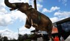 Ein Mammut-Modell schwebt in Potsdam vor dem Biosphären-Tropengarten am Kranhaken durch die Luft. Es gehört zur Ausstellung Von Sauriern und Säbelzahntigern - Eine gigantische Zeitreise durch die Geschichte des Lebens, die am Freitag eröffnet wird. Foto: dpa
