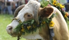 Eine geschmueckte Kuh wird beim traditionellen Almabtrieb im Glottertal im Schwarzwald ins Tal gebracht.  Foto: ap