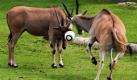 Elenantilopen spielen in ihrem Gehege im Allwetterzoo Münster mit einem Fußball. Das Fußball-Fieber hat wenige Tage vor dem Start der Weltmeisterschaft in Südafrika offenbar auch viele Tiere in dem nordrhein-westfälischen Zoo gepackt. Während die einen ihre WM-Tauglichkeit erst noch beweisen müssen, schießen sich die anderen schon warm. Foto: dpa