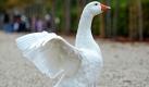 Eine Hausgans spaziert durch den Schlossgarten in Schwetzingen. Viel Sonne und Wärme mit vereinzelten Nebelfeldern in den Morgenstunden bringt uns das Wetter laut Vorhersage in den kommenden Tagen im Südwesten.  Foto: dpa