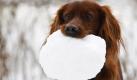 Setter-Hündin Freya trägt am Rande der Alsterwiesen einen Schneeball in ihrem Maul. Foto: ap
