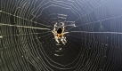 Eine Spinne unter ungewöhnlichen warmen Wetter in Belgrad, Serbien. Foto: AP