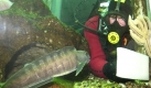 Mit einer Taucherausrüstung ausgestattet putzt am Donnerstag (27.03.2003) der Leiter des Multimar Wattforums in Tönning (Kreis Nordfriesland) Gerd Meurs mit einem speziallen Reinigungstuch die Scheiben des Turmbeckens. Umringt von verschiedenen Fischen, im Vordergrund ein gestreifter Seewolf, wird im Frühjahr der Algenbewuchs von den dicken Glasscheiben entfernt. Das Multimar, das Wissenwertes rund um das Wattenmeer und Nationalpark präsentiert, hat sich an der schleswig-holsteinischen Nordseeküste zum Publikumsrenner entwickelt. Fotograf: Wulf Pfeiffer dpa/lno Foto: dpa