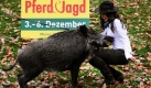 Der einjährige Keiler Uri stupst bei einem Fototermin das Model Katie Steiner um. Die Messe Pferd und Jagd findet in Hannover vom 3. bis 6. Dezember statt. Foto: dpa