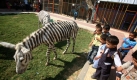Um seinen kleinen Zoo in Gaza um die Attraktion eines Zebras reicher zu machen, hat Direktor Imad Quassim einen Esel anmalen lassen. Foto: dpa