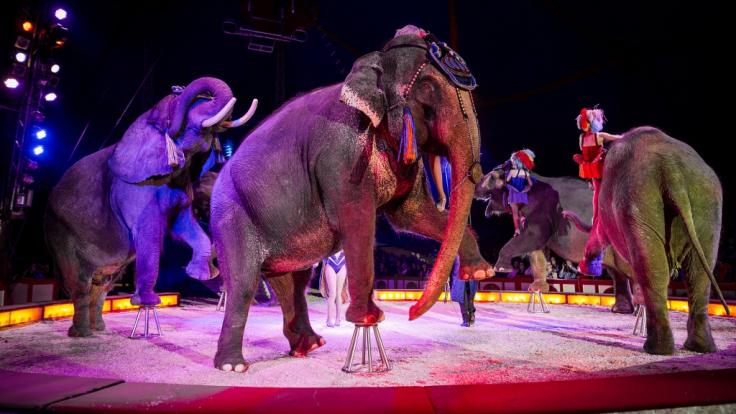 In Osnabrück ist ein Elefant während einer Zirkusvorstellung in den Zuschauerbereich gestürzt (Archivbild).