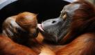 Das Orang-Utan-Weibchen Daisy hält im Zoo Dresden ihr Baby Dodi im Arm. Dodi wurde am 24. November 2009 geboren. Foto: ddp
