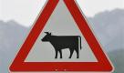 ARCHIV - Ein Schild warnt am 28. Mai 2008 bei Bad Feilnbach in Oberbayern vor Vieh auf der Strasse. Wegen des dramatischen Milchpreisverfalls hat Bundesagrarministerin Ilse Aigner einen zweiten Milchgipfel angekuendigt. 'Wir wollen erreichen, dass die Wettbewerbsfaehigkeit und die Wertschoepfung in der Lebensmittelkette verbessert wird', sagte die CSU-Politikerin der 'Rheinischen Post' fuer Freitag, 17. April 2009. (AP Photo/Uwe Lein) --- FILE - A traffic sign warning: 'Attention, cattle crossing' is seen near Bad Feilnbach, southern Germany on Wednesday, May 28, 2008. (AP Photo/Uwe Lein) Foto: ap