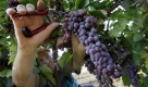 Auf dem Balkan erwartet man in diesem Jahr eine gute Weinernte. In dieser Woche begann die Weinlese, hier sammelt eine Frau im Dorf Brestovica östlich von Sofia die ersten Trauben ein. Foto: ap