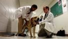 Tierärzte untersuchen im Purdue's Small Animal Hospital in West Lafayette in den USA Labrador Grommit. Der acht Jahre alte Labrador hat seit 2006 einen Herzschrittmacher implantiert. Jährlich werden Hunden in den USA 300 bis 500 Herzschrittmacher eingesetzt, deren nachlassende Batterielaufzeit die Geräte für den Einsatz bei Menschen unbrauchbar machen.  Foto: dapd