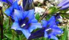 Blüten des blau blühenden Enzians sind im Brockengarten auf dem Plateau des 1142 Meter hohen Gipfels im Harz zu sehen. Vor 120 Jahren wurde der Garten auf dem Brocken angelegt. Zur Zeit sind hier 1400 Arten von Hochgebirgspflanzen aller Kontinente zu sehen.  Foto: ap