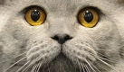 Eine Katze der Sorte britisch-Kurzhaar schaut dem Fotografen auf einer Katzenausstellung in Warschau tief in die Augen. Foto: ap