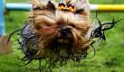 Der Yorkshire Terrier Sammy springt in Dortmund über ein Hindernis. Der Verband für das Deutsche Hundewesen veranstaltet am 6. Juni 2010 den Tag des Hundes. Dabei werden bundesweit Hunde auf Trainingsplätzen, Ausstellungen und Turnieren präsentiert.  Foto: dpa