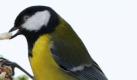 Mit einem Stück Nuss im Schnabel betrachtet eine Blaumeise (r) an einem Futterplatz in einem Garten in Leipzig einen Holzvogel, aufgenommen am 11.01.2010. Bei den gegenwärtigen Wetterverhältnissen sind die Blaumeisen regelmäßige Gäste an den Futterstellen. Obwohl sie normalerweise als Nahrung kleine Insekten, Spinnen, Larven und Sämereien fressen, ernähren sie sich im Winter auch von Körnern und Nussstückchen. Foto: Waltraud Grubitzsch dpa/lsn +++(c) dpa - Bildfunk+++ Foto: dpa