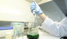 Ein Mikrobiologe des Chemischen und Veterinäruntersuchungsamtes Rhein-Ruhr-Wupper untersucht in Krefeld eine Probe mit Sojasprossen in einer Bouillon. Foto: dapd