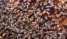 Bei der Einweihung zweier Bienenstöcke sitzen Honigbienen auf einer Wabe auf dem Dach des Abgeordnetenhauses in Berlin. Die Aktion ist Teil des Projekts Berlin summt, die auf den steten Rückgang der Honigbiene in Deutschland aufmerksam machen soll. 20.000 der Tiere wohnen jeweils in einem Bienenstock.  Foto: dapd