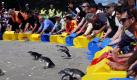 handout image provided by Maritime New Zealand shows some of the 60 blue penguins being released on Mt Maunganui beach after they were cleaned up following an oil spill caused by cargo ship Rena, New Zealand, 22 November 2011. The cargo ship ran aground in the New Zealand's Astrolabe Reef on 05 October 2011, leaking oil into the Bay of Plenty and affecting the wildlife. EPA/GRAEME BROWN / HANDOUT AUSTRALIA AND NEW ZEALAND OUT +++(c) dpa - Bildfunk+++  Foto: dpa