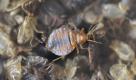 Nahaufnahme: Die Bisse der Parasiten können Juckreiz und Entzündungen verursachen. Foto: dapd