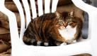 Die Katze Mischka liegt inFrankfurt an der Oder vor dem mit Sandsäcken abgedichteten Kellerfenster eines Wohnhauses und beobachtet die Szenerie. Die Straße hinter den bereits unter Wasser stehenden Oderwiesen war bereits 1997 wochenlang überflutet. Bei steigenden Pegelständen bereiten sich die Anwohner auf eine mögliche Überflutung ihres Wohngebiets vor. Foto: dpa