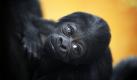 Ein Gorillababy wird im Budapester Zoo der Öffentlichkeit vorgestellt. Das noch namenlose Baby wurde am 5. Januar geboren. Foto: dpa