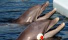 Der Große Tümmler Tanner (vorn) nimmt im Delphin-Forschungszentrum in Grassy Key in Florida an einem Experiment teil. Trotz der Augenkappen auf beiden Seiten, die ihm das Nutzen seiner Sehkraft unmöglich machen, ist er in der Lage, das Verhalten seines Artgenossen nachzuahmen. Foto: dapd