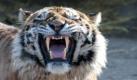 Auch Tiger genehmigen sich ab und an eine menschliche Mahlzeit. (Foto)