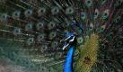Ein Pfau zeigt im nordindischen Jammu sein Gefieder. Foto: Jaipal Singh Foto: dpa