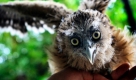 Eine malaysische Fischeule wird Besuchern des Jurong Bird Parks in Singapur vorgeführt. Der Park ist einer der Hauptattraktionen des südostasiatischen Stadtstaates. Foto: ap