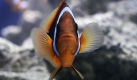 Ein Clownfisch posiert für einen Fotografen auf der International Aquarium Expo in Taiwan. Clownfische sind beliebte Haustiere, die ursprünglich in Australien beheimatet sind.   Foto: ap