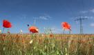 Eine Hummel fliegt bei Friedberg nahe Augsburg am Rand eines Roggenfeldes eine Mohnblume an. Tief Emil läßt derzeit keinen Sommer aufkommen. Schauer, Gewitter und viel Wind machen den Samstag bei Temperaturen zwischen 17 und 22 Grad zu einem fast herbstlich anmutenden Tag, wie der Deutsche Wetterdienst mitteilte. Foto: dapd