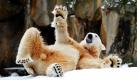 Eisbär Knut wälzt sich im Zoo in Berlin im Schnee. Die Meteorologen sagen für die kommenden Tage Tiefsttemperaturen bis zu minus neun Grad voraus.
 Foto: dpa