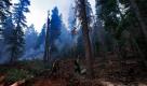 Feuerwehrmänner sondieren in einem Waldgebiet im US-Bundesstaat Arizona die Lage. Mehr als 300 Feuerwehrmänner sind derzeit im Einsatz, um die Waldbrände im Norden Arizonas einzudämmen. Foto: ap