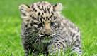 Ein kleiner Amurleopard schleicht im Zoo Leipzig durch sein Gehege. Der kleine Tiger wurde am 24. Juni geboren und hat bisher keinen Namen. Foto: ap