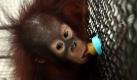 Die indonesische 18 Monate alte Orangutan-Dame Alifa wird von einem Pfleger in einer Quarantäne-Station für Tiere in einem Zoo in Surabaya, Indonesien, gefüttert. Die mächtigen Tiere sind in der freien Wildbahn vom Aussterben bedroht. Schuld sind Wilderei, illegale Abholzungen und Feuer in den Wäldern. 65.000 Orangutans leben noch in Indonesien, davon gehören die meisten der Unterart Kalimantan an. Foto: dpa