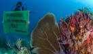 A handout picture provided by Greenpeace of an activist holding a sign that reads 'Protect the coral reef now' as he dives in the Alacranes reef, in the Gulf of Mexico on 16 November 2010. Investigators have discovered in this reef the first evidence of coral bleaching, a consecuence of global warming. This manifestion takes place prior to the Global Warming summit that will be hosted by the Mexican city of Cancun from 29 November through 12 December 2010. EPA/LUIS SANDOVAL / GREENPEACE / HO EDITORIAL USE ONLY / NO SALES +++(c) dpa - Bildfunk+++ 
 Foto: dpa