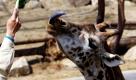 Eine Giraffe in einem Zoo in Südkorea versucht an ein Stück Kohl zu gelangen. Foto: ap