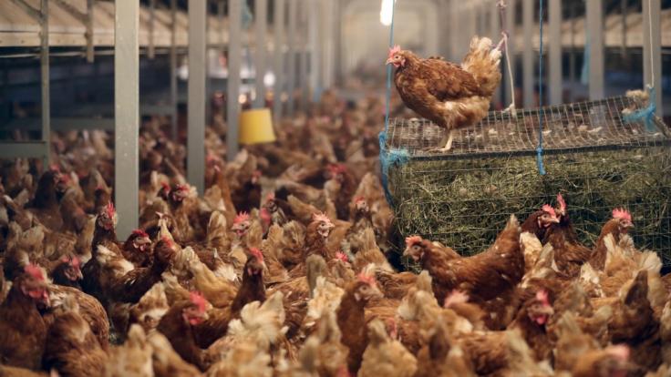 Im Einzelhandel verkaufte Hähnchen sind immer häufiger mit gefährlichen Durchfallkeimen belastet.