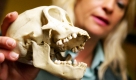 Die Umweltstiftung WWF Deutschland und der Zoll am Frankfurter Flughafen ziehen Bilanz. Seit einem Jahr werden Spürhunde eingesetzt. Sie erschnüffelten reichlich Schmuggelware wie zum Beispel Kaviar, Elfenbein oder eben Affenschädel. Foto: dpa