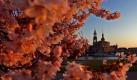 Im Licht der untergehenden Sonne: Das Abendlicht färbt die Kirschblüten am Ufer der Elbe in Dresden in rötliche Töne. Foto: Matthias Hiekel Foto: dpa