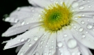 Nach Angaben der Meteorologen bleibt das Wetter auch in den kommenden Tagen wechselhaft - mit vereinzelten Regenschauern. Das Nass auf den Blüten dieser Aster könnte also auch vom Himmel kommen. Foto: dpa